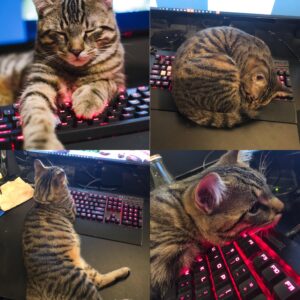 How to Stop Your Cat From Sitting on Your Keyboard (And Still Be Your Office Buddy)