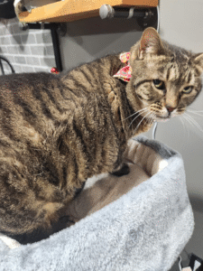 Wie Sie Ihre Katze davon abhalten, auf Ihrer Tastatur zu sitzen (und sie trotzdem Ihr Büro-Kumpel bleibt)